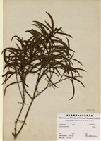 藏品(相思樹)的圖片